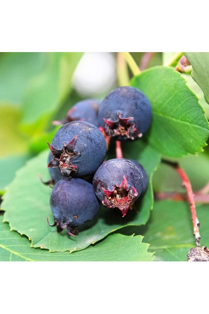 Ірга вільхолиста Honeywood 